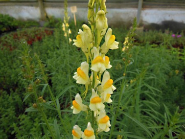 Linaire commune Linaire commune