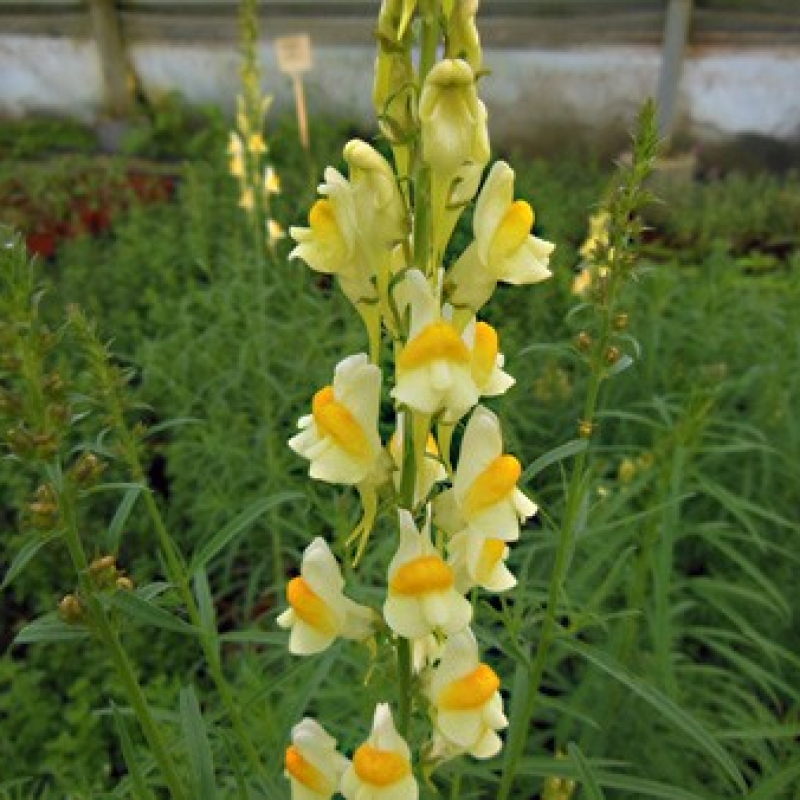 Linaire commune Linaire commune