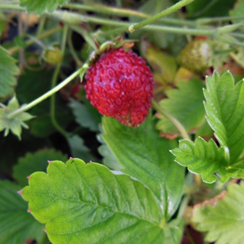 Fraise des bois Ruegen Fraise des bois Ruegen