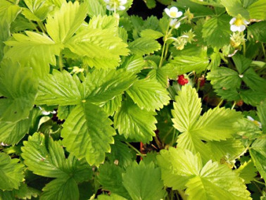 Fraise des bois Golden Alexandria Fraise des bois Golden Alexandria