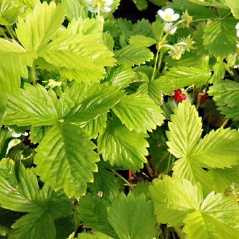 Fraise des bois Golden Alexandria Fraise des bois Golden Alexandria