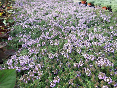 Thym corse Thym corse