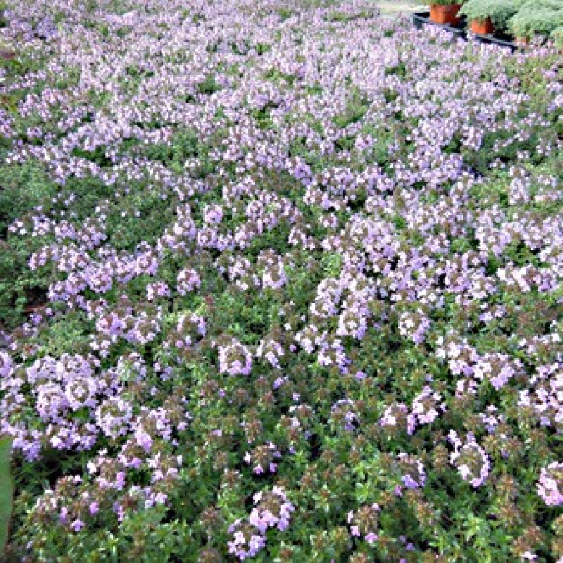 Thym corse Thym corse