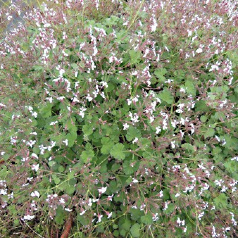 Géranium odorant en pot