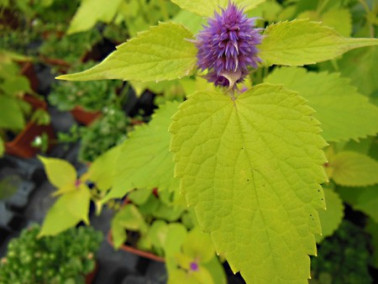 Agastache menthe à feuilles dorées Agastache menthe à feuilles dorées