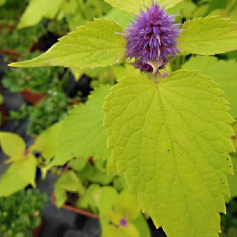 Agastache menthe à feuilles dorées Agastache menthe à feuilles dorées