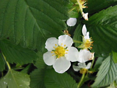Fraise Capron rouge Fraise Capron rouge