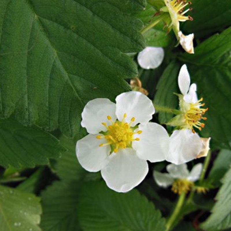 Fraise Capron rouge Fraise Capron rouge