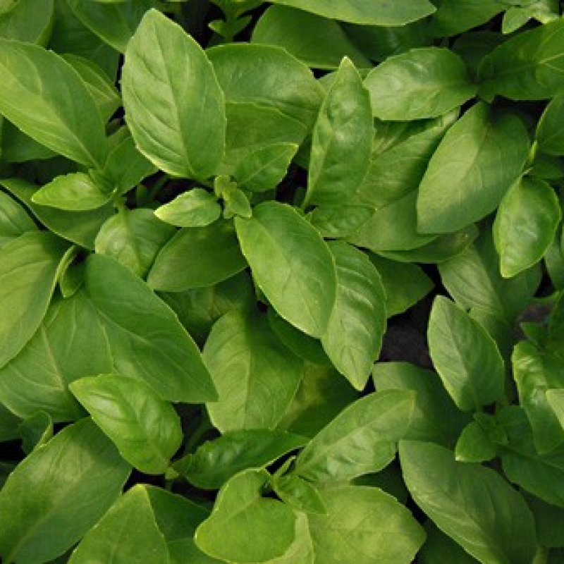 Basilic marseillais Basilic marseillais