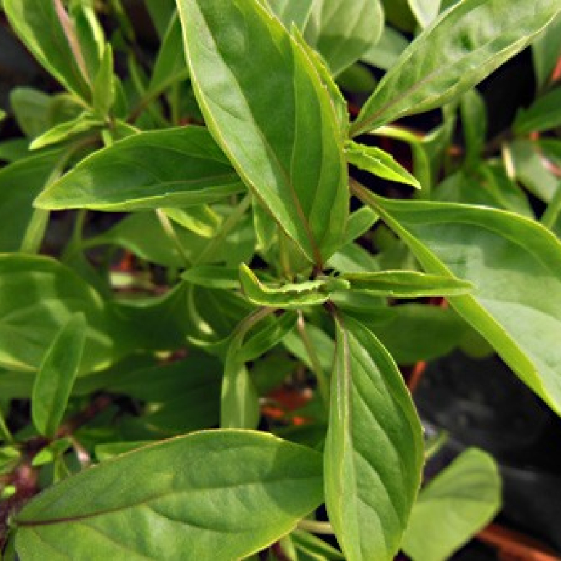 Basilic Thaï Basilic Thaï