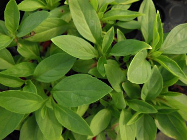 Basilic Thaï Basilic Thaï