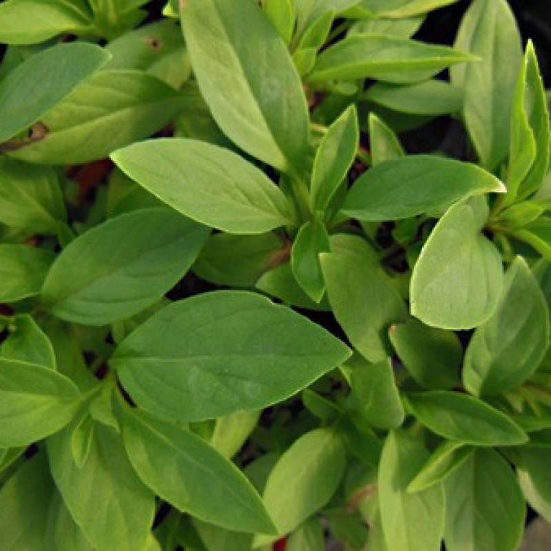 Basilic Thaï Basilic Thaï