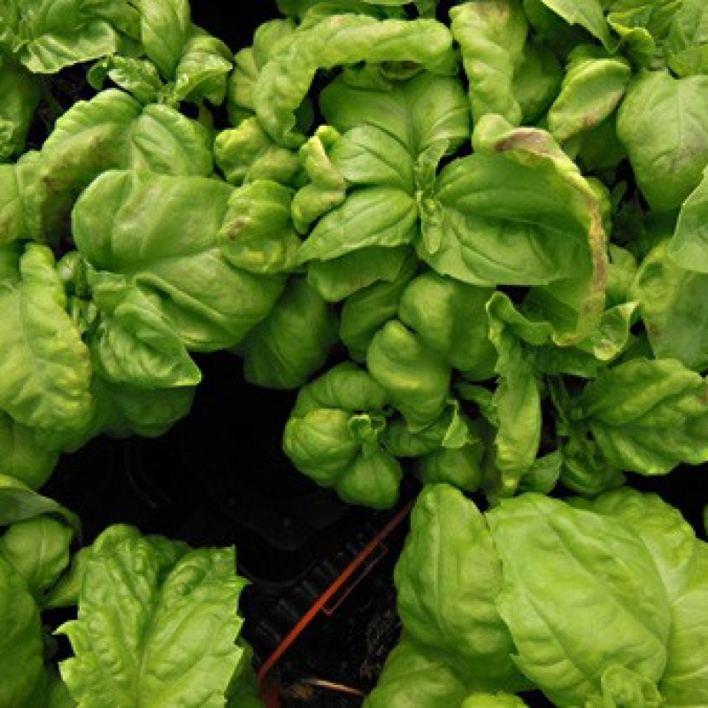 Basilic feuilles de laitue Basilic feuilles de laitue