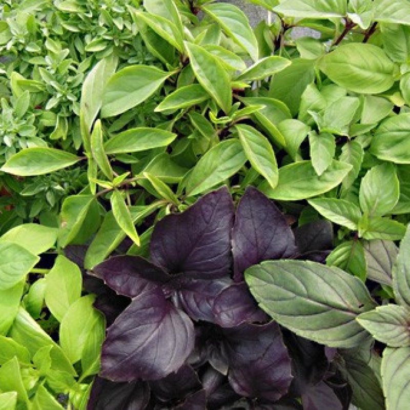 Lot de 6 basilics de collection