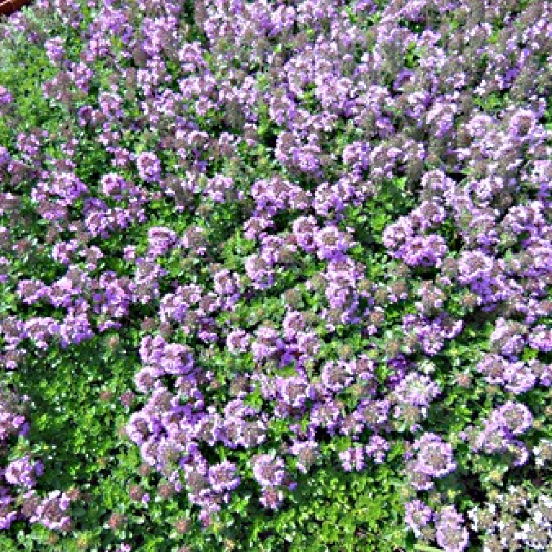 Thym citron rampant Thym citron rampant