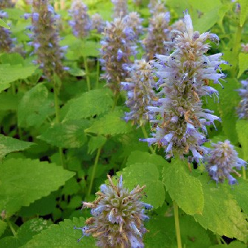 Agastache menthe Agastache menthe