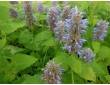 Agastache menthe Agastache menthe