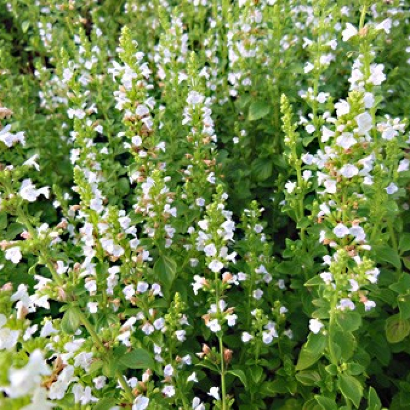 Micromérie de Dalmatie