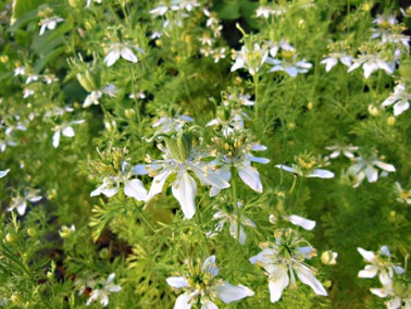 Nigelle aromatique