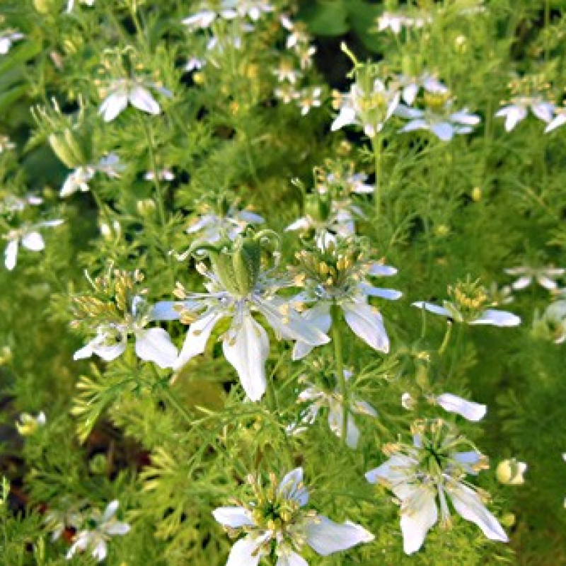 Nigelle aromatique