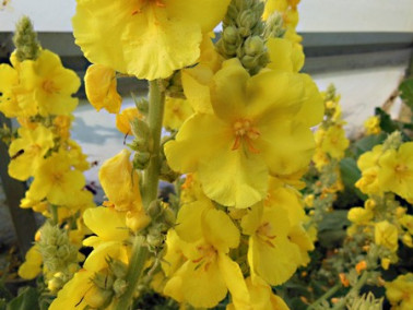 Molène à fleurs denses