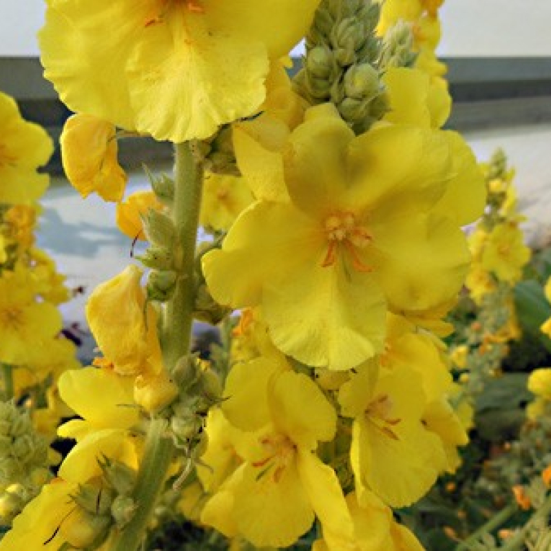 Molène à fleurs denses