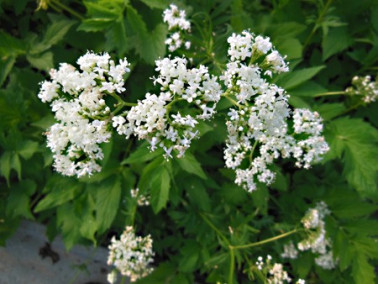 Valèriane officinale