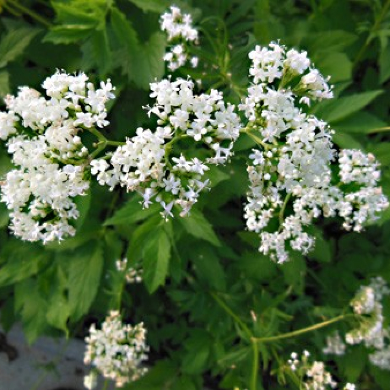 Valèriane officinale