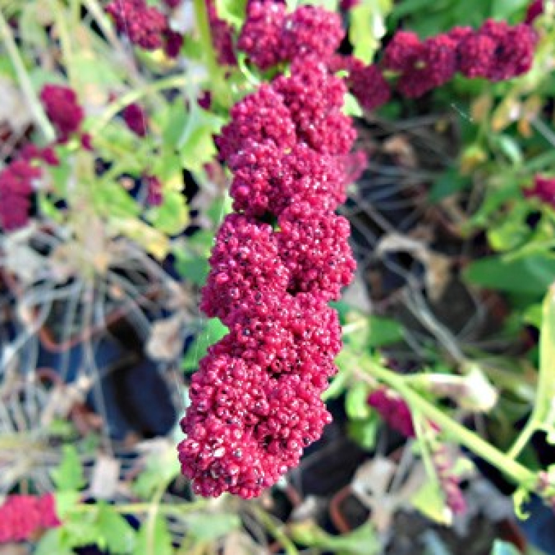 Epinard-fraise en tête