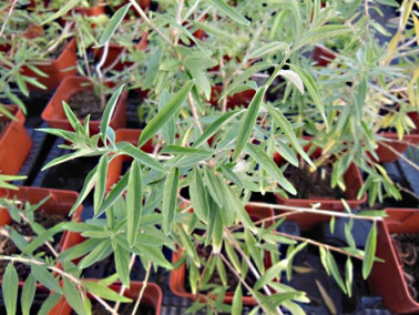 Verveine d'Argentine Verveine d'Argentine