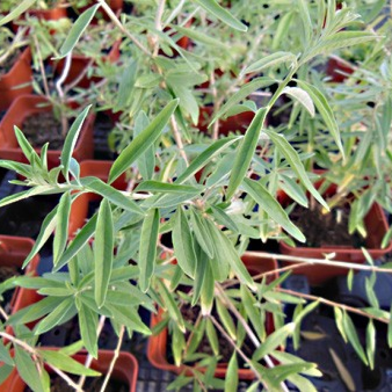 Verveine d'Argentine Verveine d'Argentine