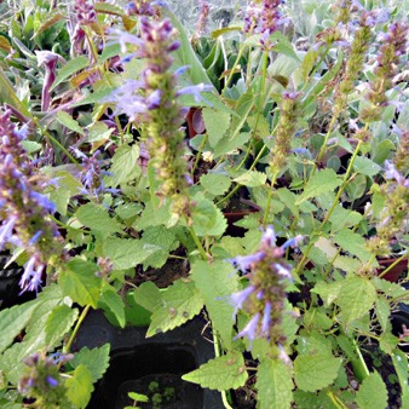 Agastache menthe de Corée