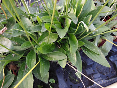 Plantain intermédiaire Plantain intermédiaire