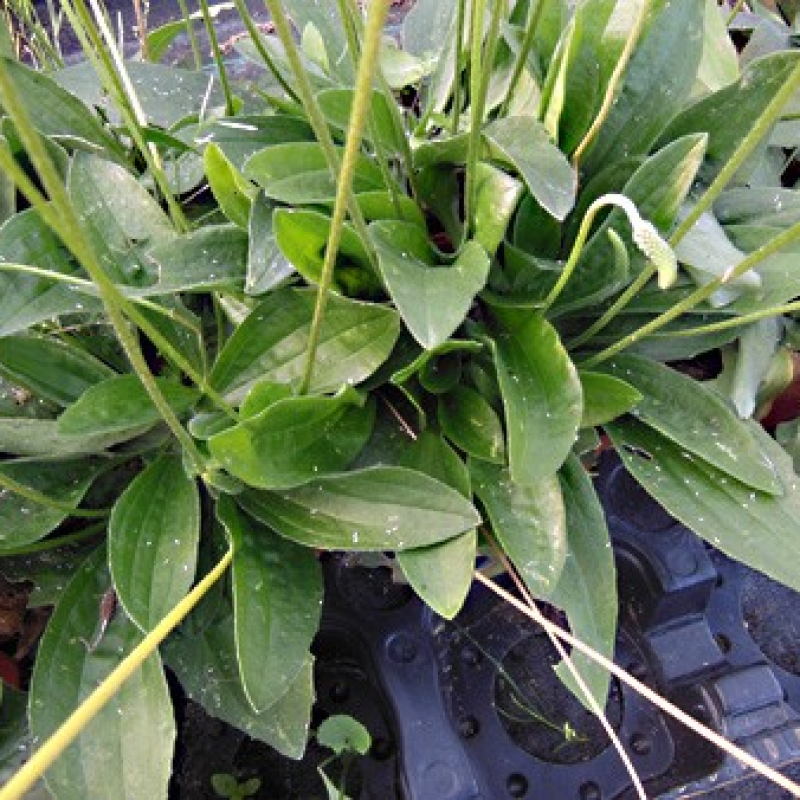 Plantain intermédiaire Plantain intermédiaire