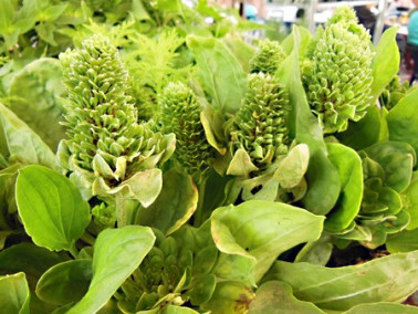 Grand Plantain rosulaire