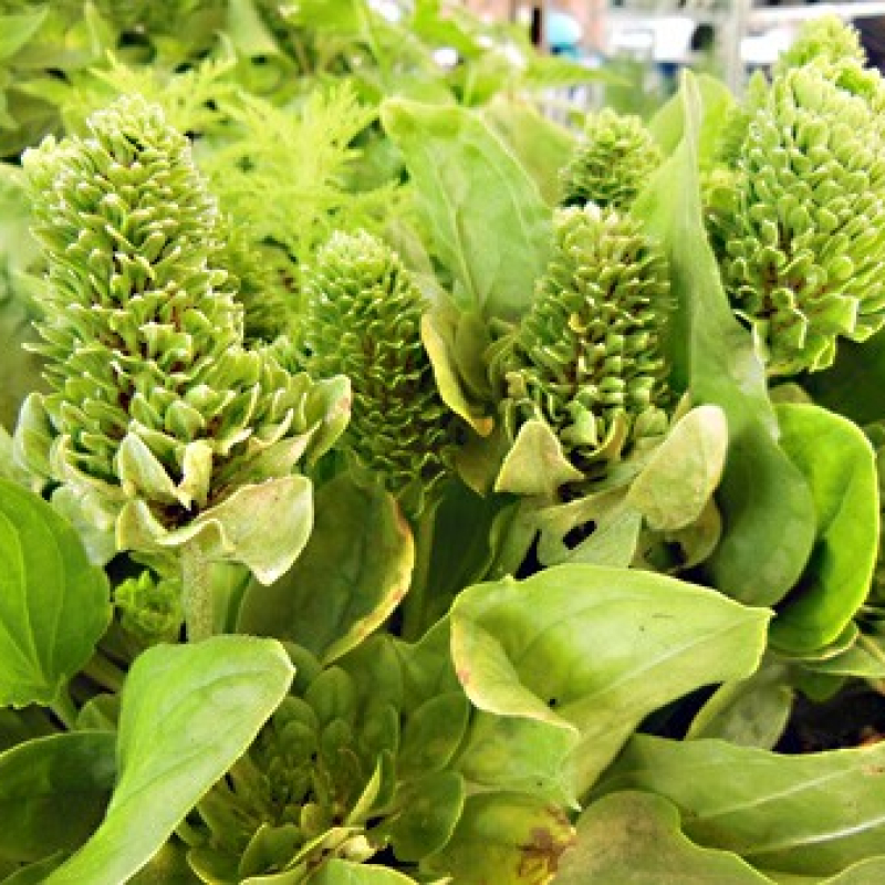 Grand Plantain rosulaire