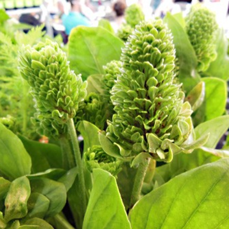 Grand Plantain rosulaire