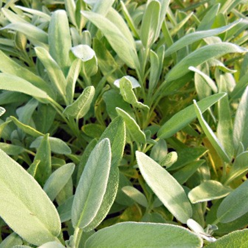 Sauge officinale à fleurs blanches
