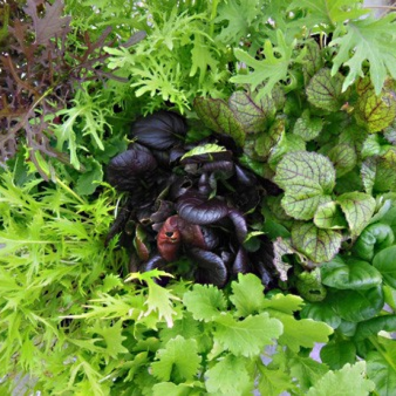 Lot de 9 plantes pour Mescluns