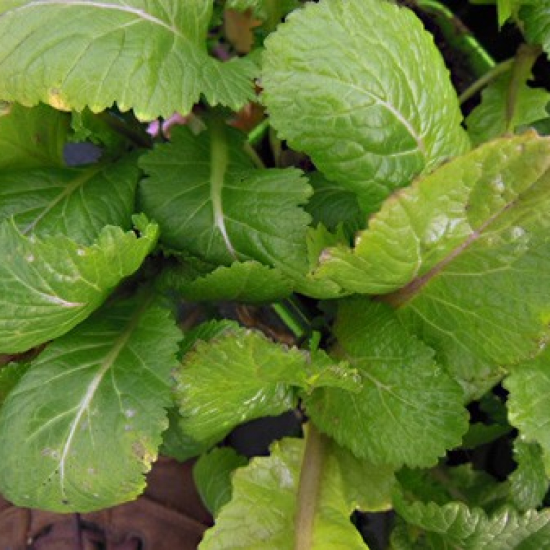 Moutarde de Chine Mike Giant