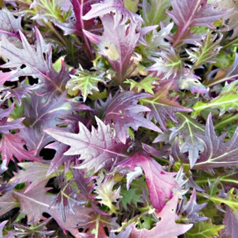 Mizuna rouge Mizuna rouge