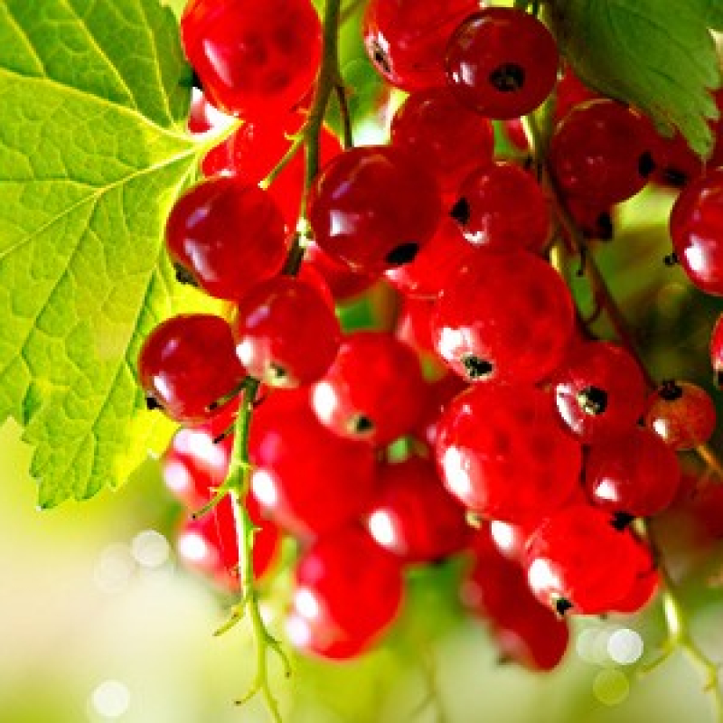 Groseillier rouge "Jonkheer van Tets"