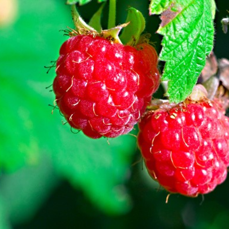 Framboisier rouge "Malling promise"