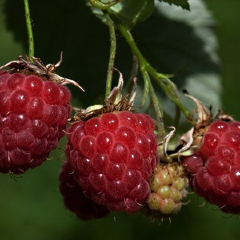 Framboisier rouge "Zeva"