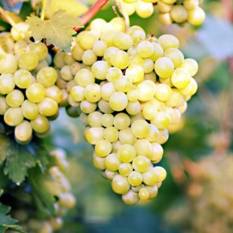 Vigne de table "Chasselas doré" Vigne de table "Chasselas doré"