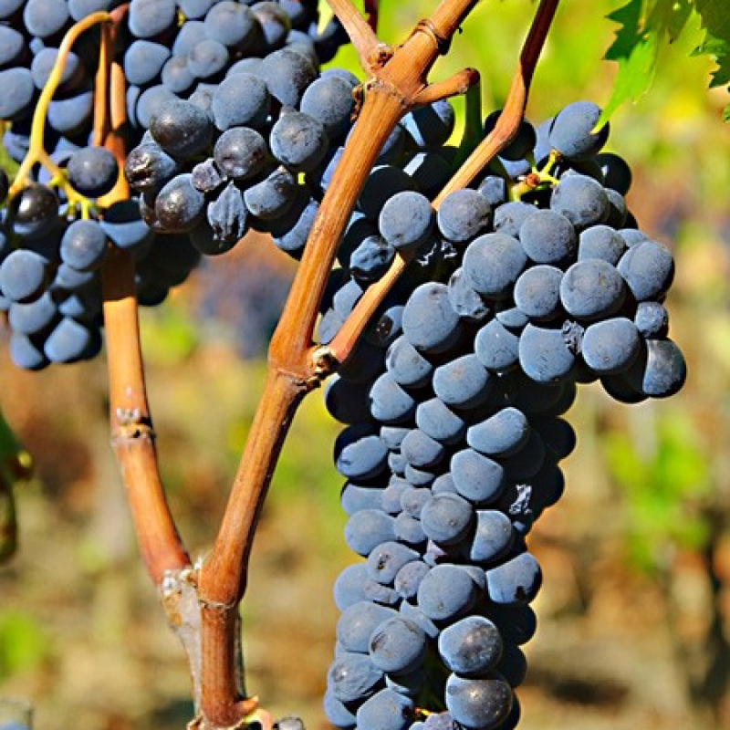 Vigne de table "Muscat de Hambourg" Vigne de table "Muscat de Hambourg"