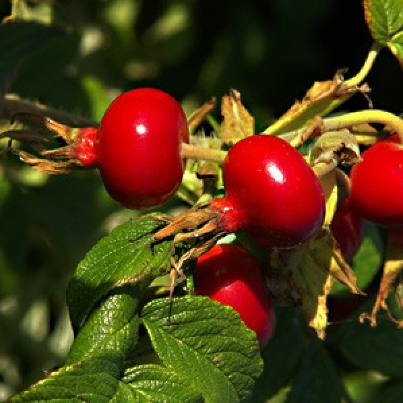 Rosier à Cynorrhodon