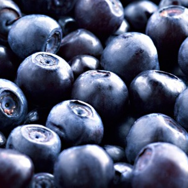 Myrtillier "Blue crop" Myrtillier "Blue crop"