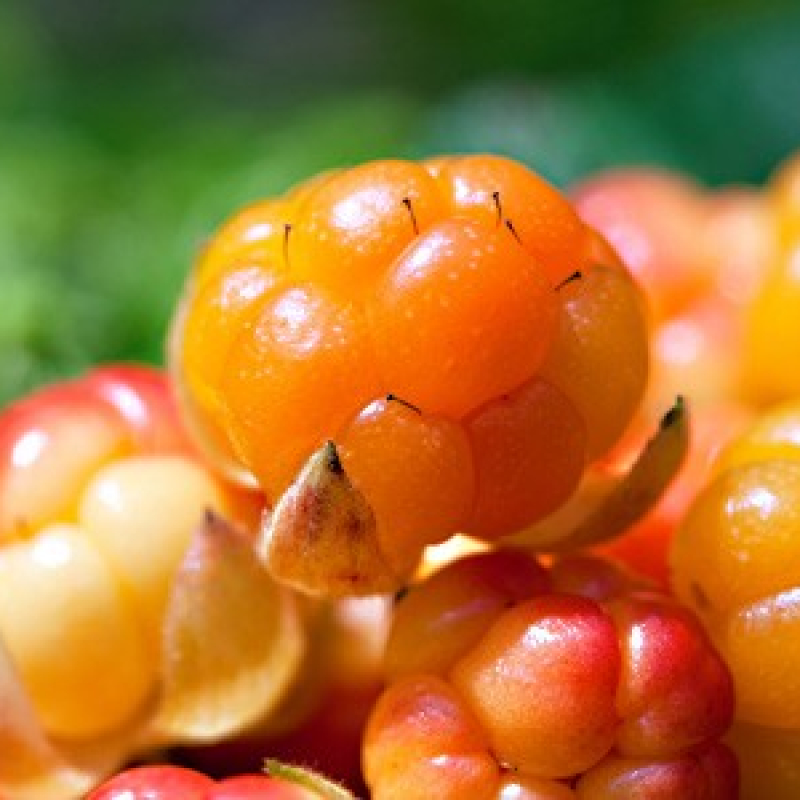 Mûrier de Californie Mûrier de Californie