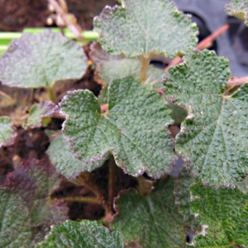 Mûrier rampant tricolor